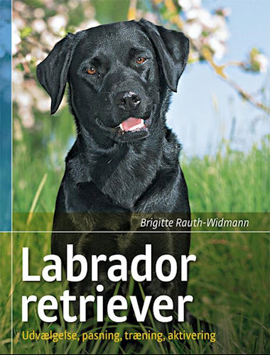 Labrador retriever